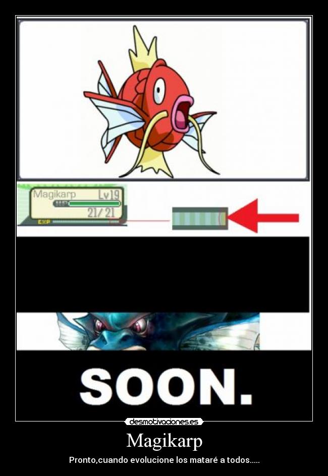 Magikarp - Pronto,cuando evolucione los mataré a todos.....