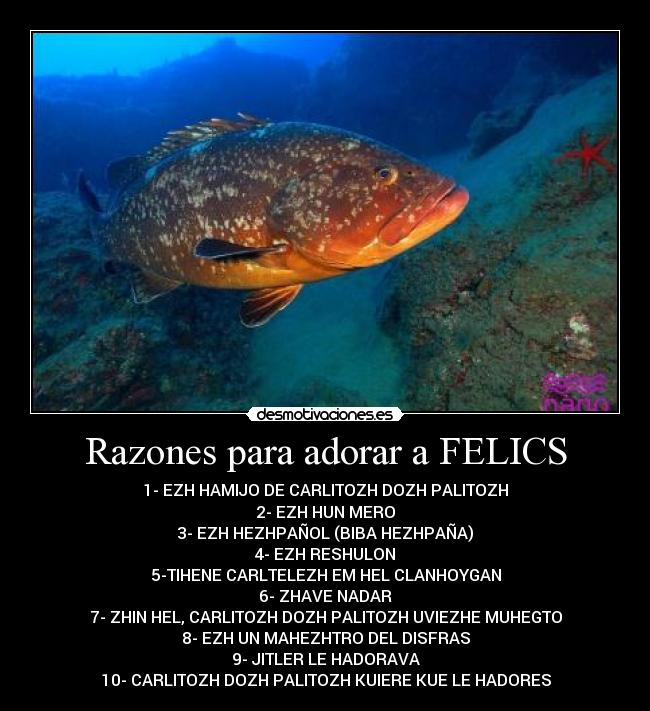 Razones para adorar a FELICS - 1- EZH HAMIJO DE CARLITOZH DOZH PALITOZH
2- EZH HUN MERO
3- EZH HEZHPAÑOL (BIBA HEZHPAÑA)
4- EZH RESHULON
5-TIHENE CARLTELEZH EM HEL CLANHOYGAN
6- ZHAVE NADAR
7- ZHIN HEL, CARLITOZH DOZH PALITOZH UVIEZHE MUHEGTO
8- EZH UN MAHEZHTRO DEL DISFRAS
9- JITLER LE HADORAVA
10- CARLITOZH DOZH PALITOZH KUIERE KUE LE HADORES