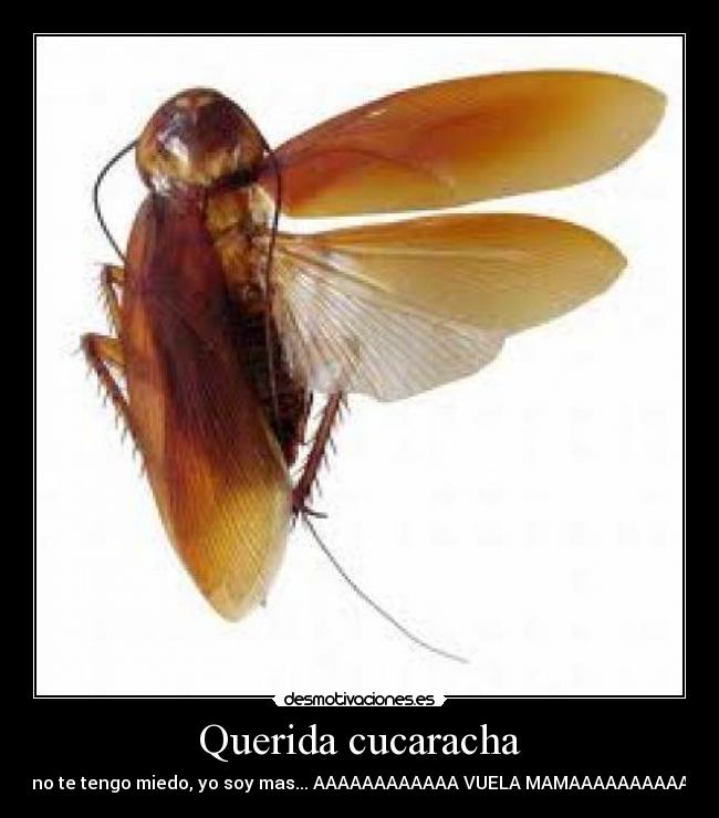Querida cucaracha - Ya no te tengo miedo, yo soy mas... AAAAAAAAAAAA VUELA MAMAAAAAAAAAAAA