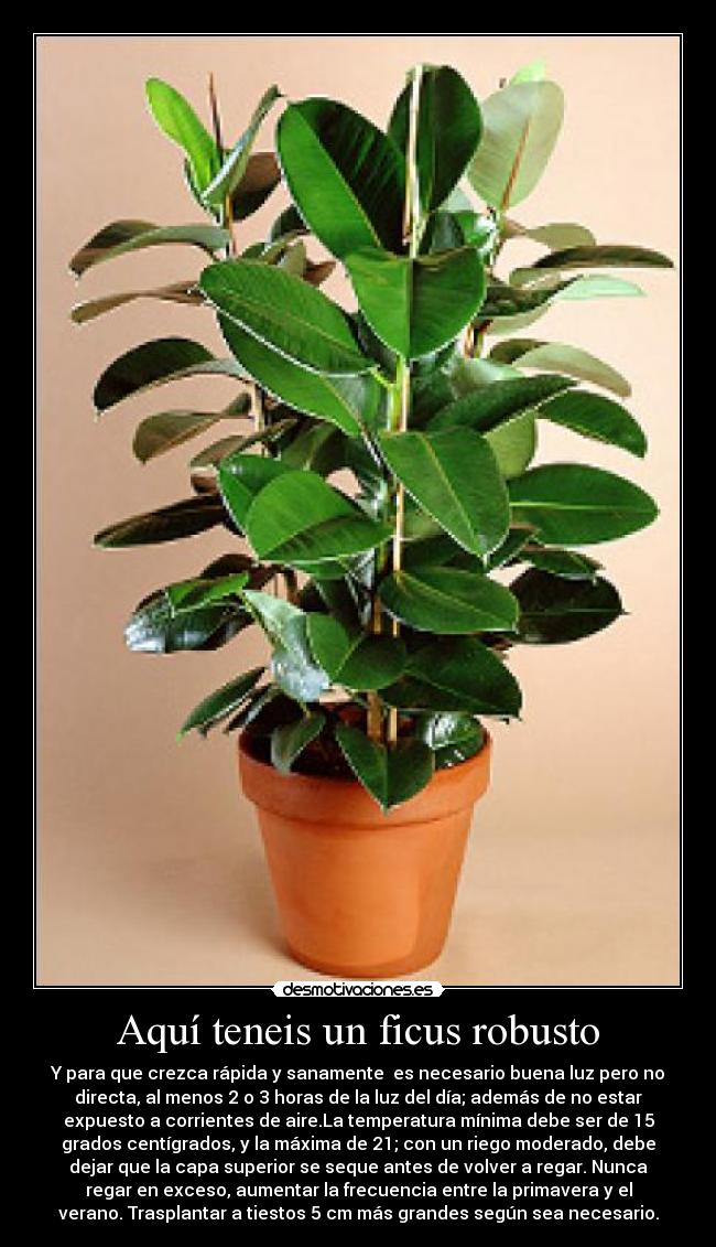 Aquí teneis un ficus robusto - Y para que crezca rápida y sanamente  es necesario buena luz pero no
directa, al menos 2 o 3 horas de la luz del día; además de no estar
expuesto a corrientes de aire.La temperatura mínima debe ser de 15
grados centígrados, y la máxima de 21; con un riego moderado, debe
dejar que la capa superior se seque antes de volver a regar. Nunca
regar en exceso, aumentar la frecuencia entre la primavera y el
verano. Trasplantar a tiestos 5 cm más grandes según sea necesario.