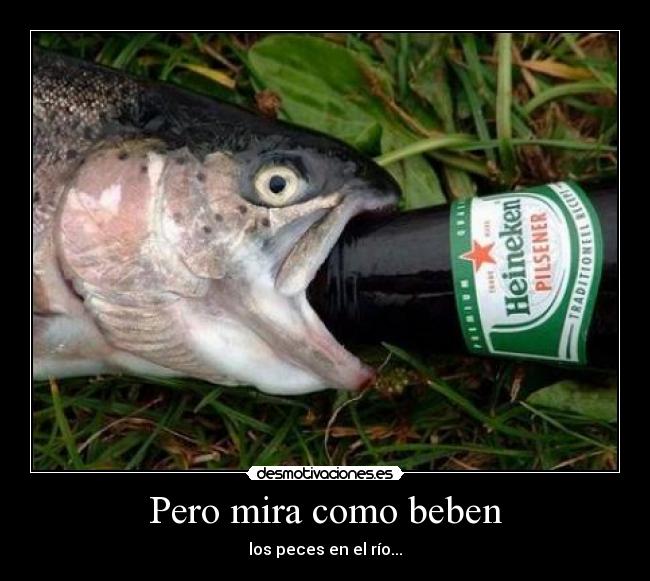 Pero mira como beben - los peces en el río...