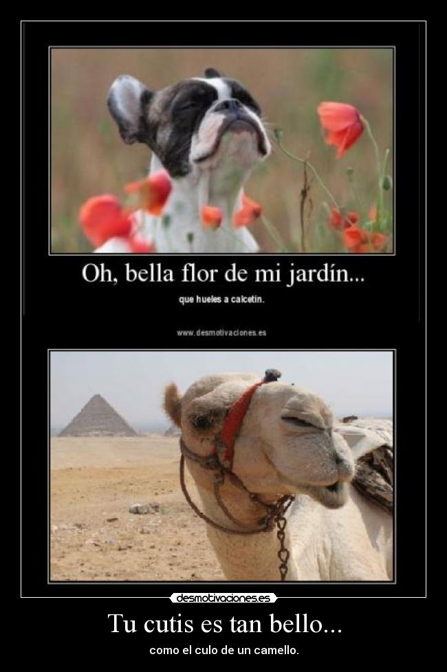 Tu cutis es tan bello... - como el culo de un camello.