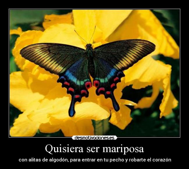Quisiera ser mariposa -