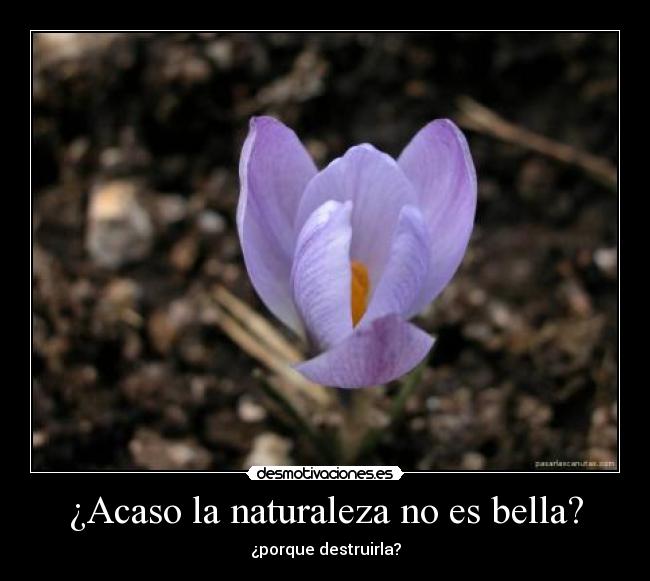 ¿Acaso la naturaleza no es bella? -