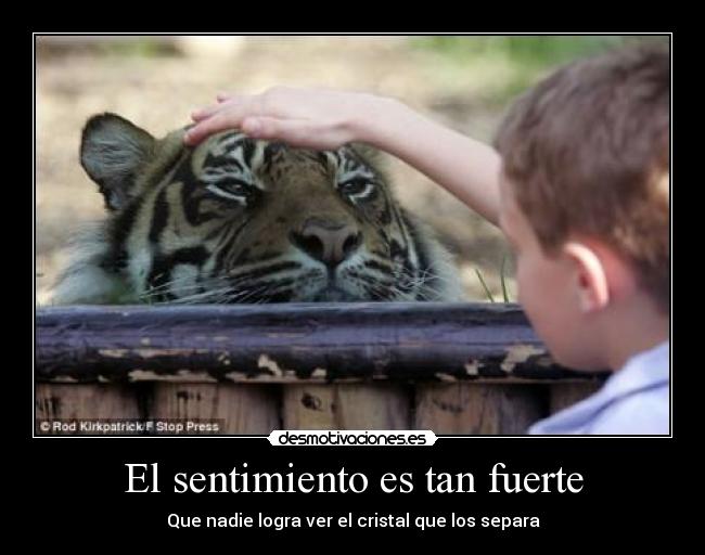El sentimiento es tan fuerte -