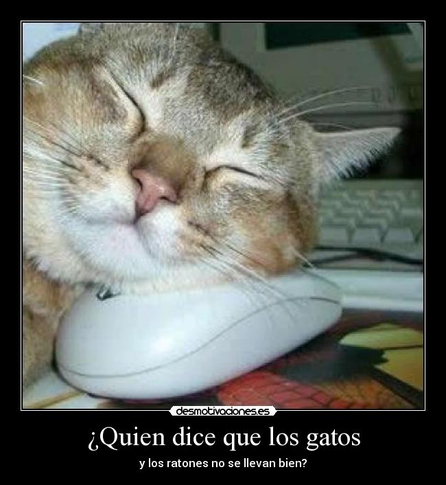 ¿Quien dice que los gatos -