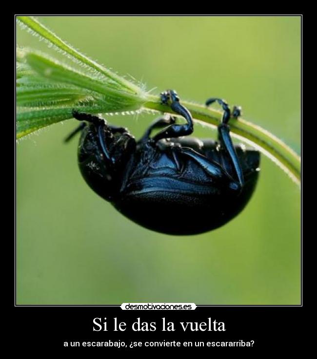 Si le das la vuelta -