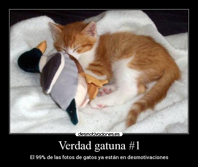 Verdad gatuna #1 - El 99% de las fotos de gatos ya están en desmotivaciones