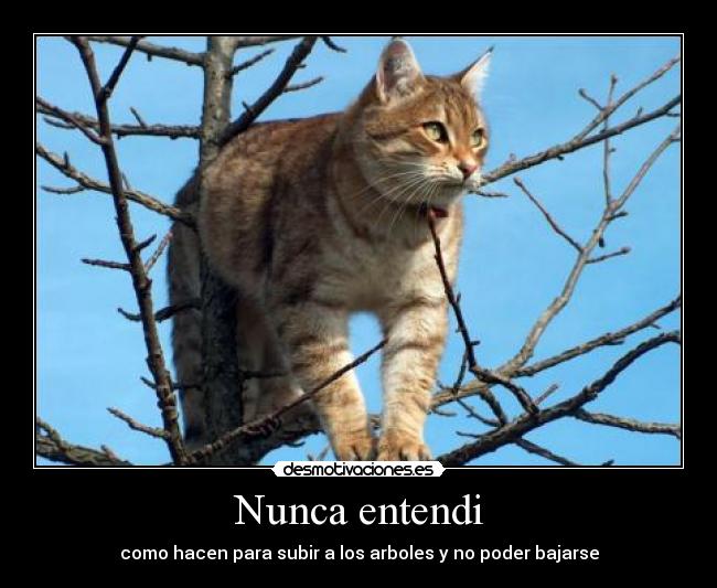Nunca entendi - como hacen para subir a los arboles y no poder bajarse