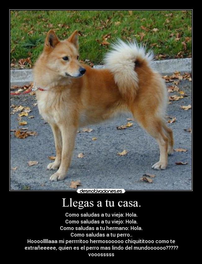 Llegas a tu casa. - Como saludas a tu vieja: Hola.
Como saludas a tu viejo: Hola.
Como saludas a tu hermano: Hola.
Como saludas a tu perro..
Hoooollllaaa mi perrrritoo hermosooooo chiquititooo como te
extrañeeeee, quien es el perro mas lindo del mundoooooo?????
vooosssss