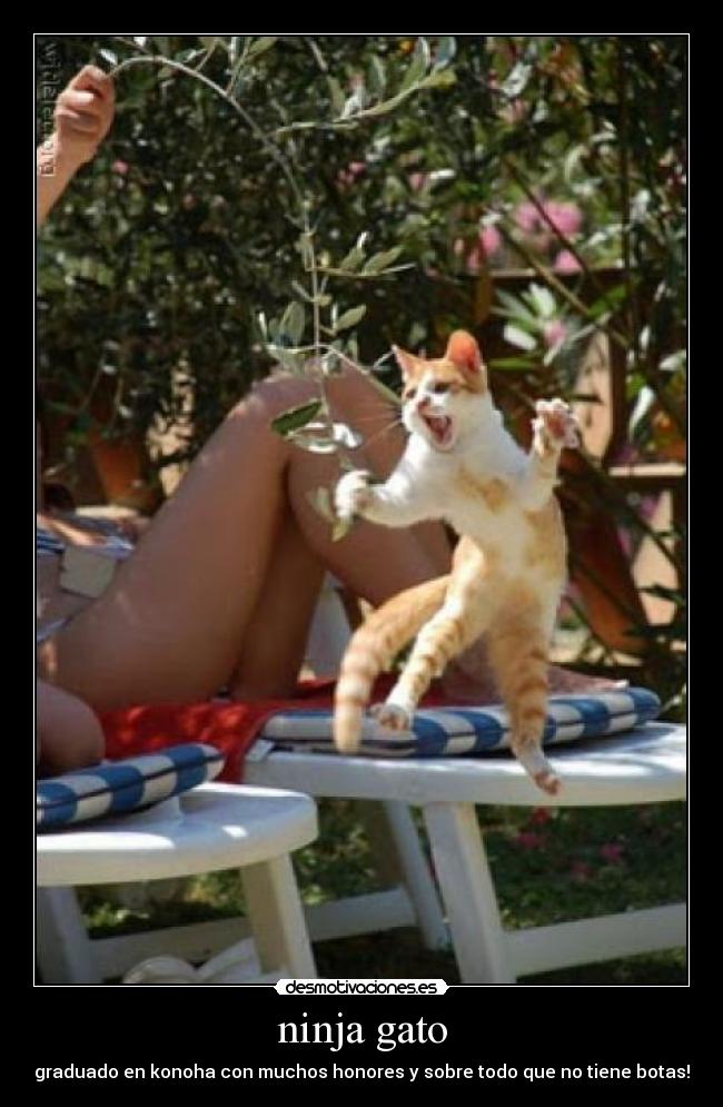 ninja gato -