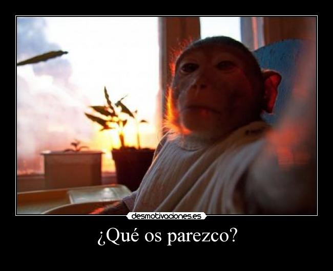 ¿Qué os parezco? -