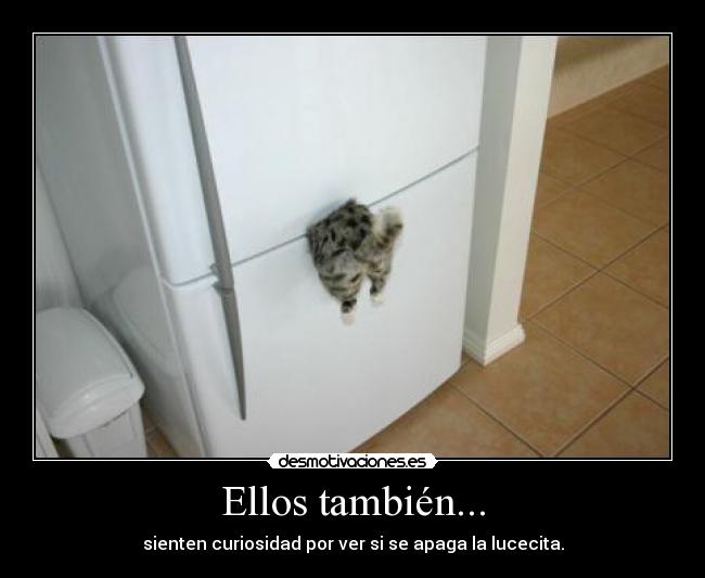 carteles gatos desmotivaciones