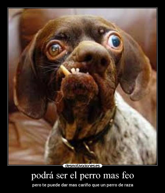 podrá ser el perro mas feo - pero te puede dar mas cariño que un perro de raza