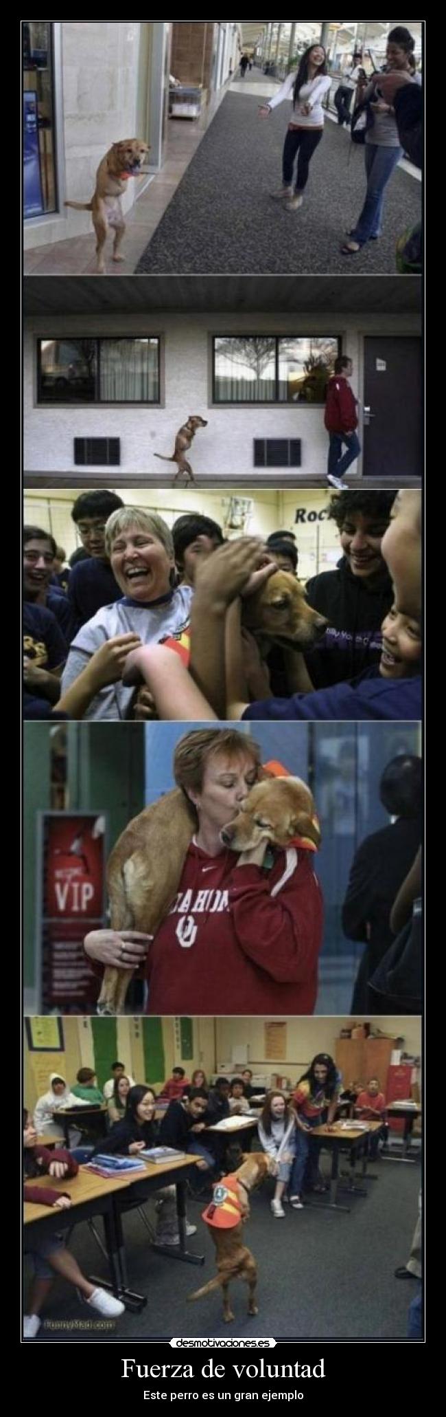 Fuerza de voluntad - Este perro es un gran ejemplo