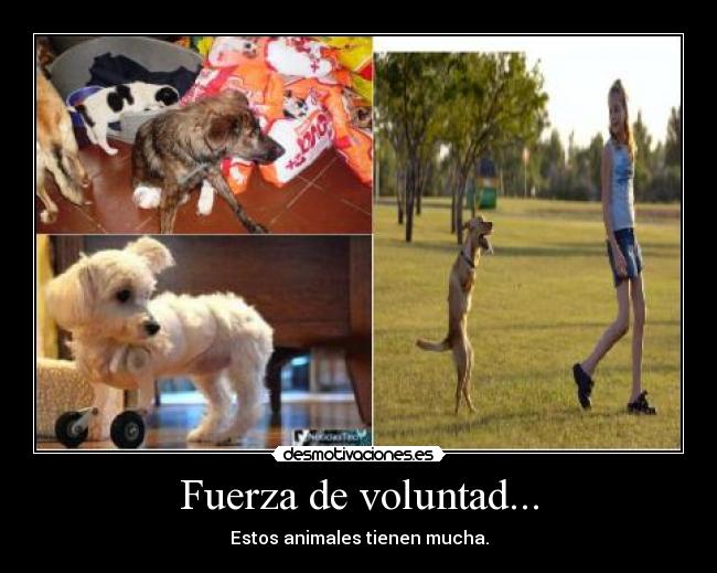 Fuerza de voluntad... - Estos animales tienen mucha.