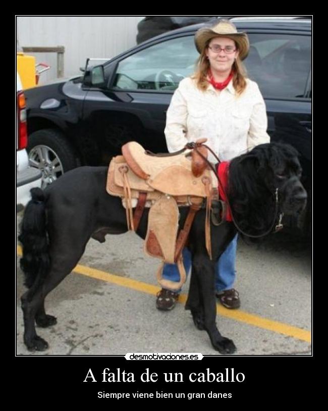 A falta de un caballo - Siempre viene bien un gran danes