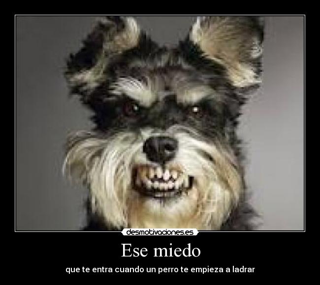 carteles miedo perros desmotivaciones