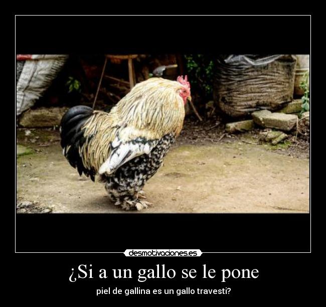 ¿Si a un gallo se le pone - piel de gallina es un gallo travesti?