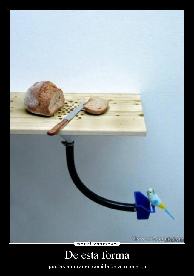 De esta forma - podrás ahorrar en comida para tu pajarito