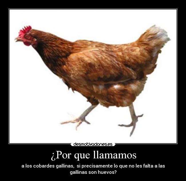 ¿Por que llamamos - a los cobardes gallinas, si precisamente lo que no les falta a las gallinas son huevos?