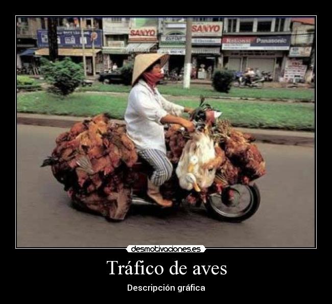Tráfico de aves - 