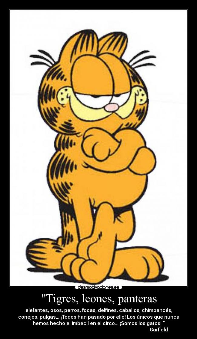 Tigres, leones, panteras -