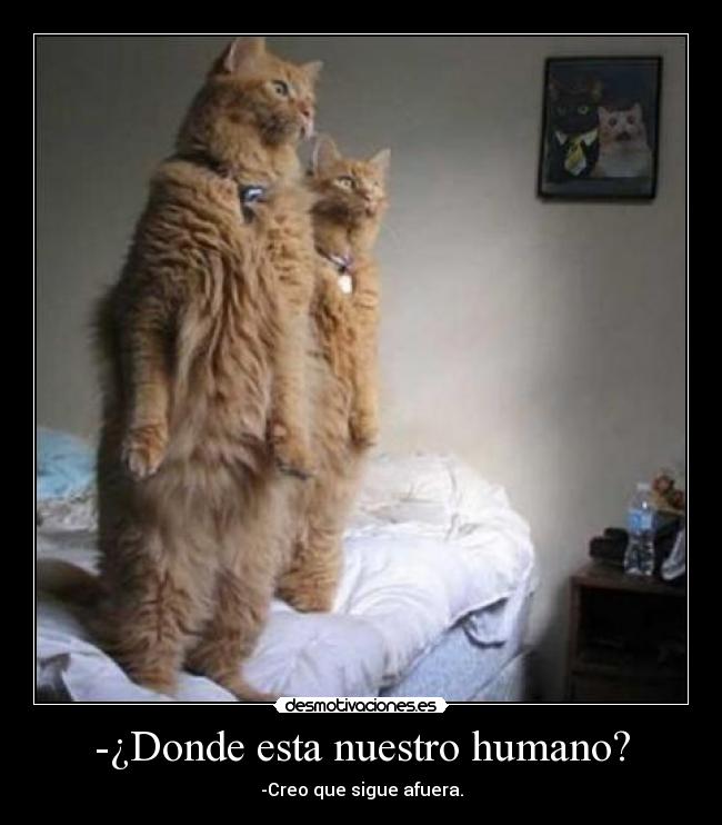 carteles imagen gatos una frase con chiste facil desmotivaciones