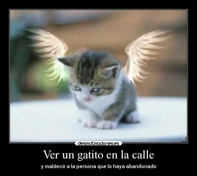 Ver un gatito en la calle - y maldecir a la persona que lo haya abandonado