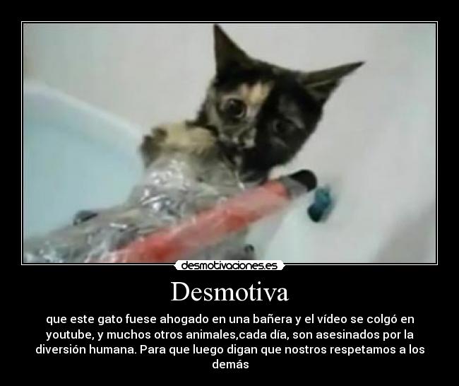 Desmotiva - que este gato fuese ahogado en una bañera y el vídeo se colgó en
youtube, y muchos otros animales,cada día, son asesinados por la
diversión humana. Para que luego digan que nostros respetamos a los
demás