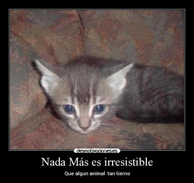 Nada Más es irresistible - Que algun animal tan tierno