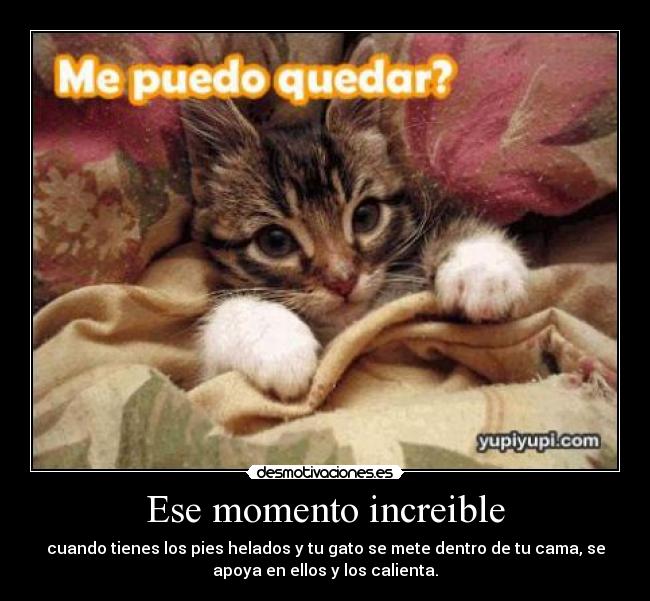 Ese momento increible - cuando tienes los pies helados y tu gato se mete dentro de tu cama, se
apoya en ellos y los calienta.