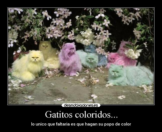 Gatitos coloridos... -