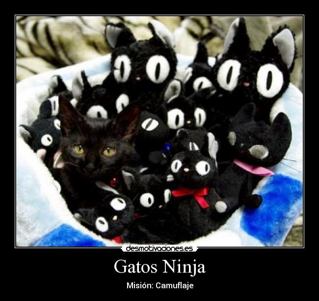 Gatos Ninja -