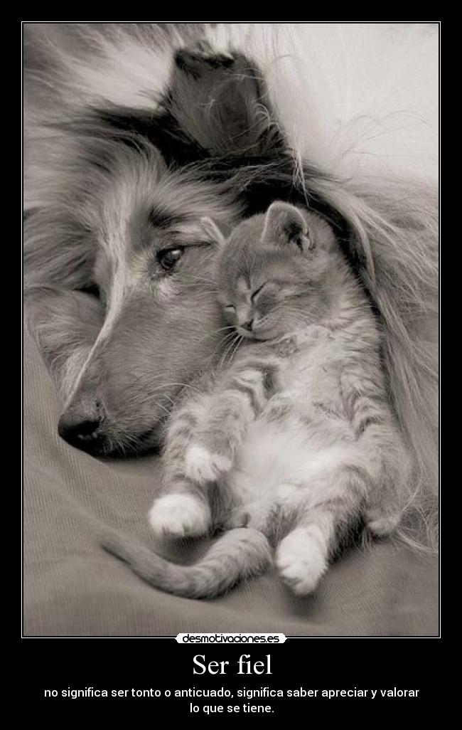 Ser fiel -