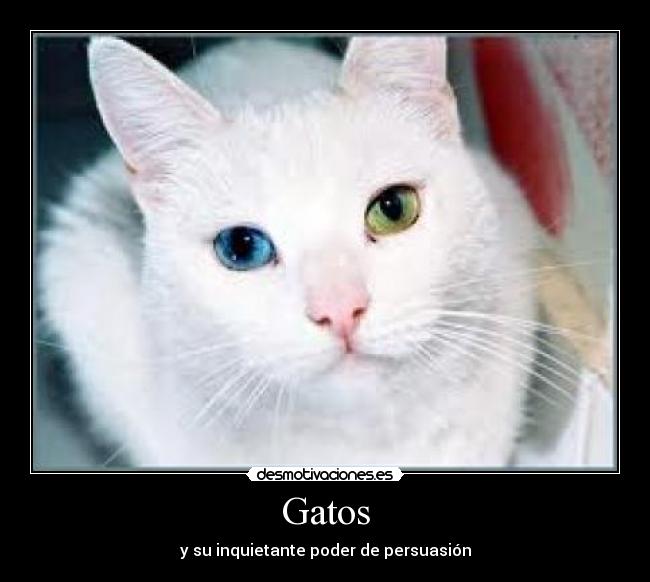 Gatos -