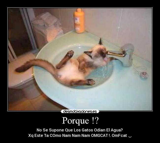 Porque !? - No Se Supone Que Los Gatos Odian El Agua?
Xq Este Ta COmo Nam Nam Nam OMGCAT !. OmFcat ._.