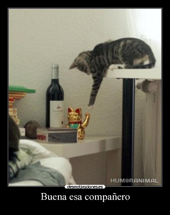 Buena esa compañero -