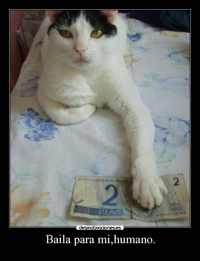 Baila para mi,humano. -