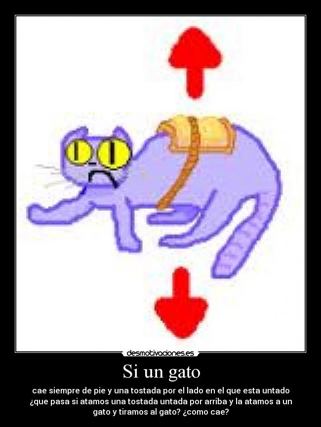 Si un gato -