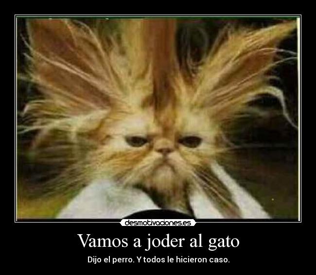 Vamos a joder al gato - Dijo el perro. Y todos le hicieron caso.