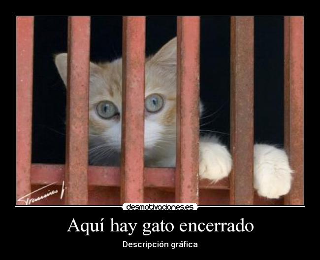 Aquí hay gato encerrado - Descripción gráfica