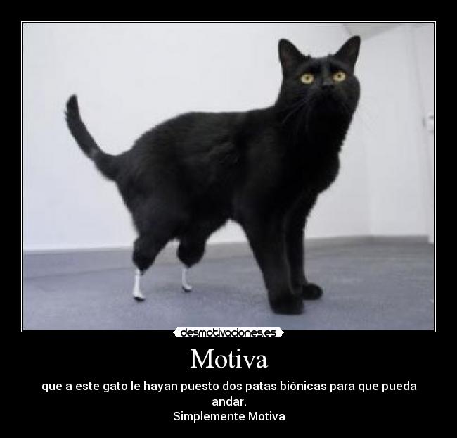 Motiva - que a este gato le hayan puesto dos patas biónicas para que pueda andar.
Simplemente Motiva