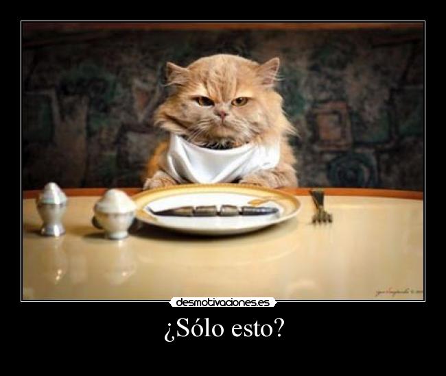 carteles borjaabraham humor animales gatos desmotivaciones