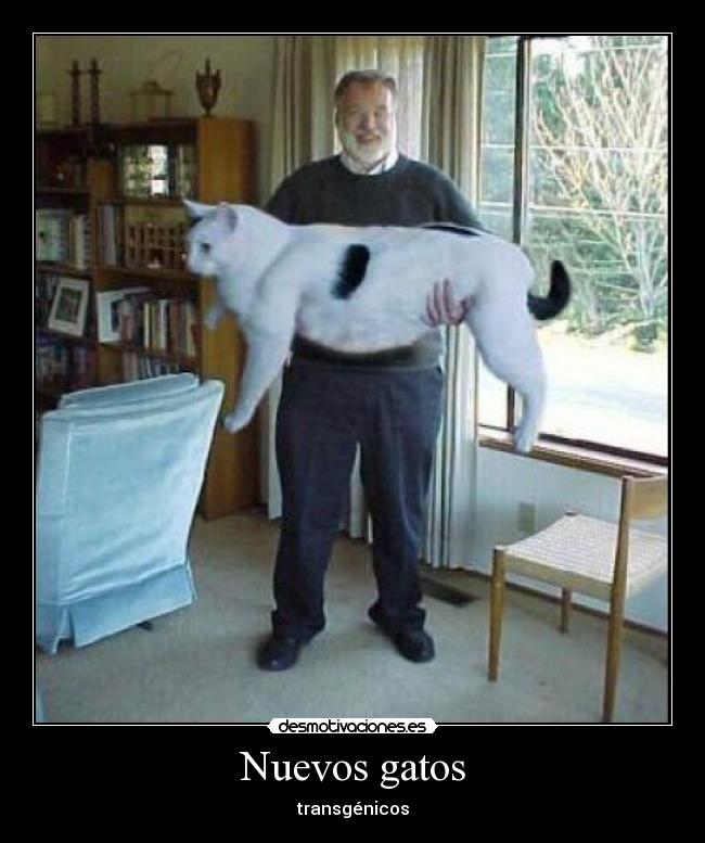 Nuevos gatos - transgénicos