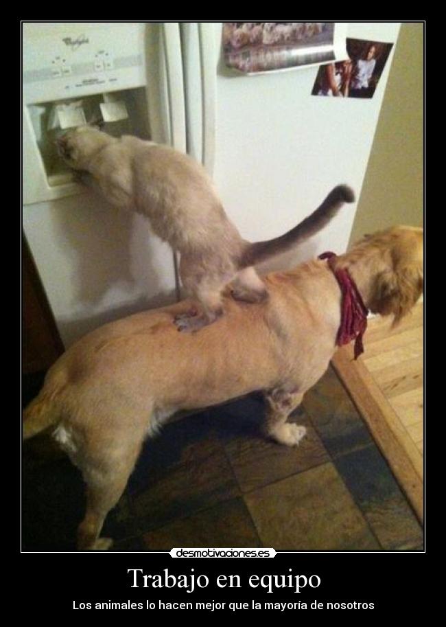 Trabajo en equipo - Los animales lo hacen mejor que la mayoría de nosotros