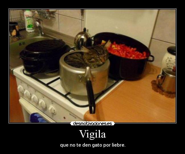 Vigila - 