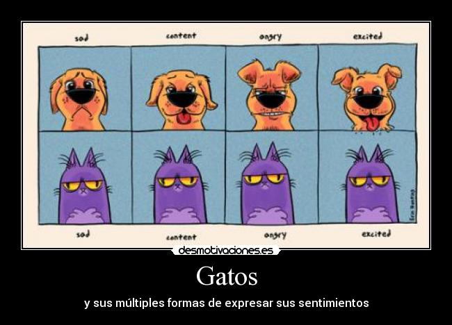 Gatos -