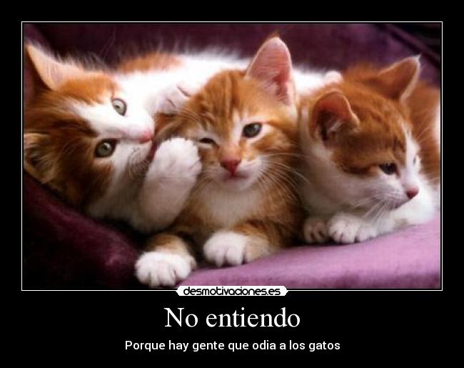 No entiendo - 