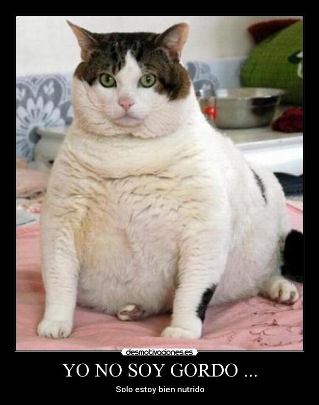 YO NO SOY GORDO ... - Solo estoy bien nutrido